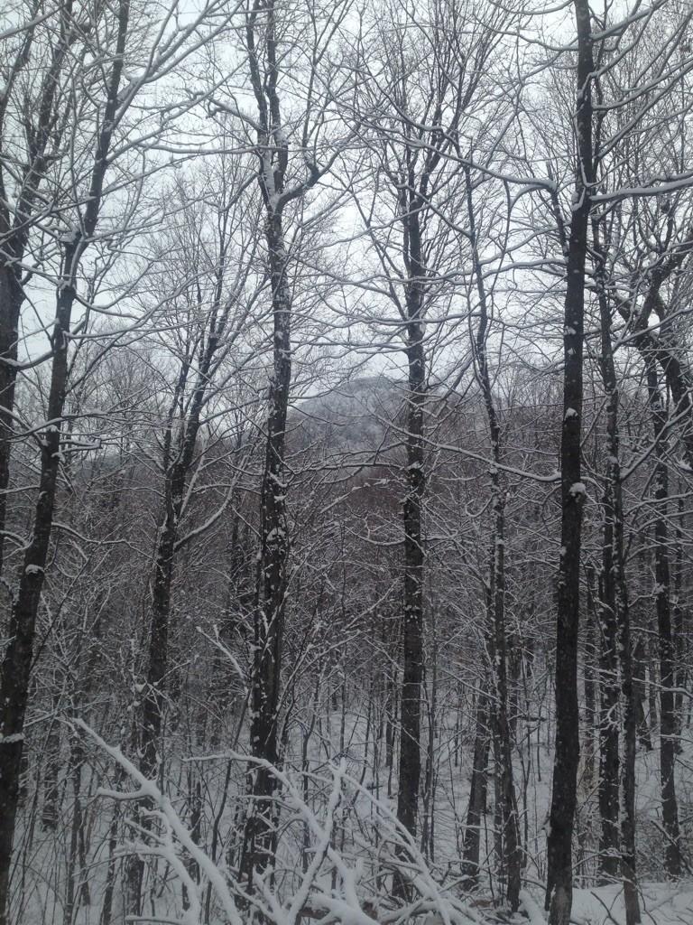 Snow-covered bare trees in a winter forest with a distant peak.