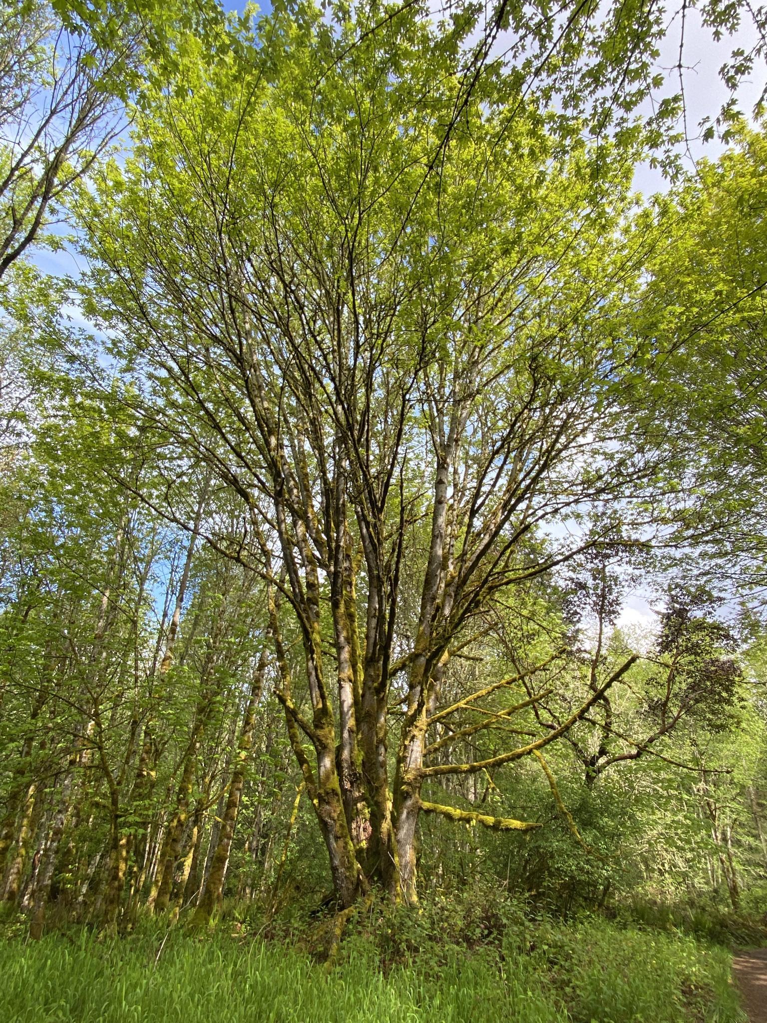 A large, vibrant green tree stands tall in a sunlit forest clearing.