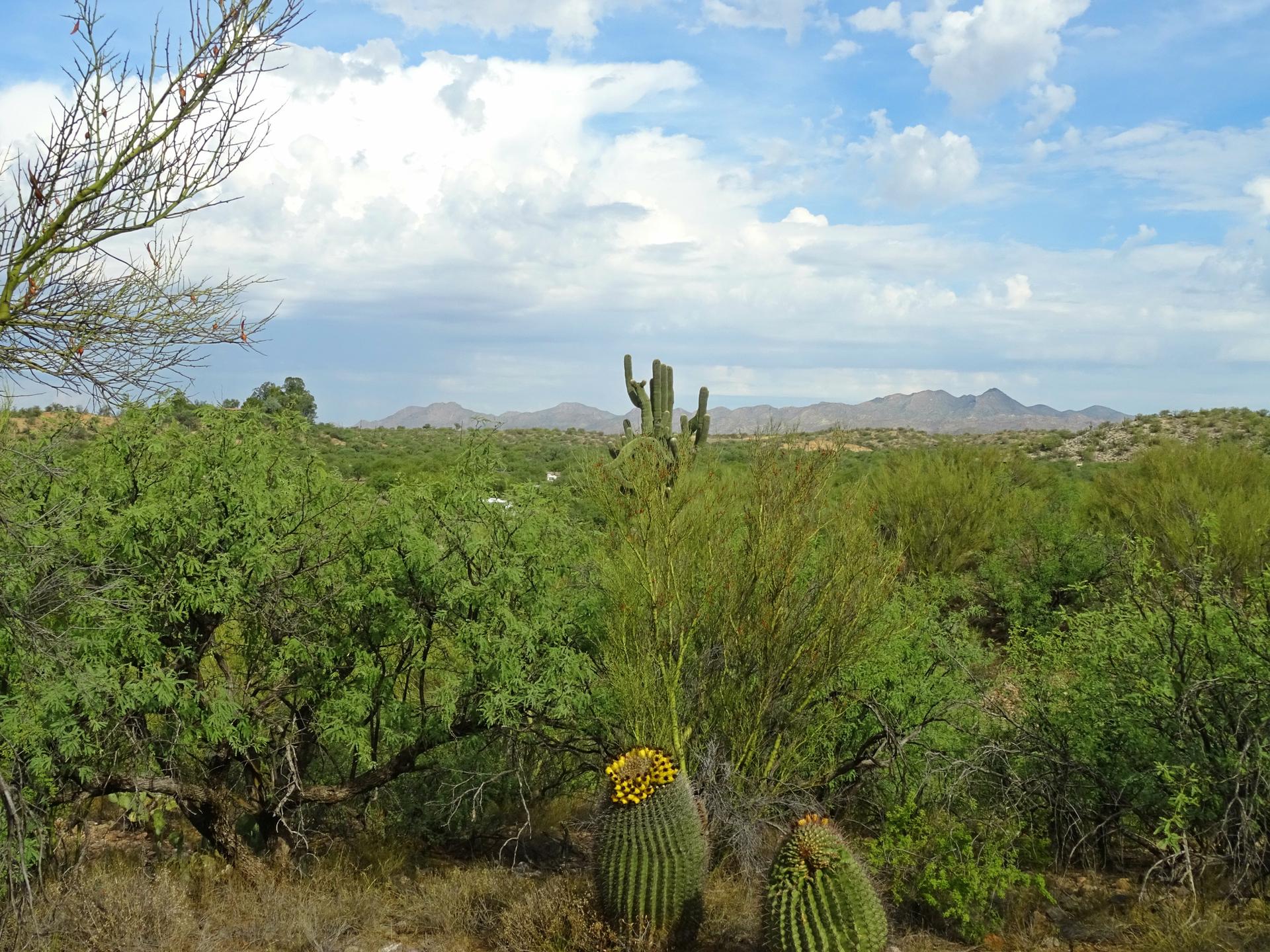 Lush desert landscape with saguaro and barrel cacti under a cloudy sky.