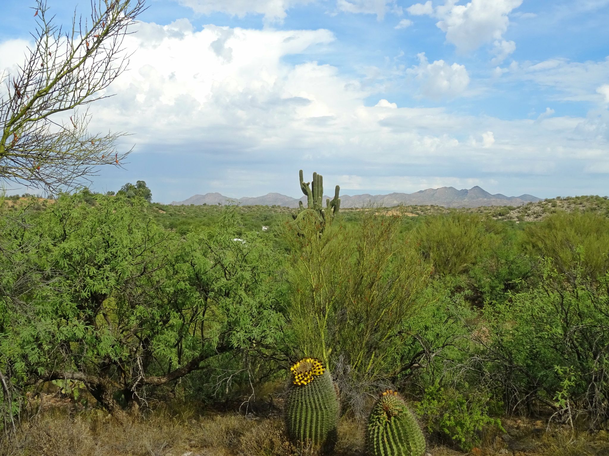 Lush desert landscape with saguaro and barrel cacti under a cloudy sky. - Canyon Loop Trail