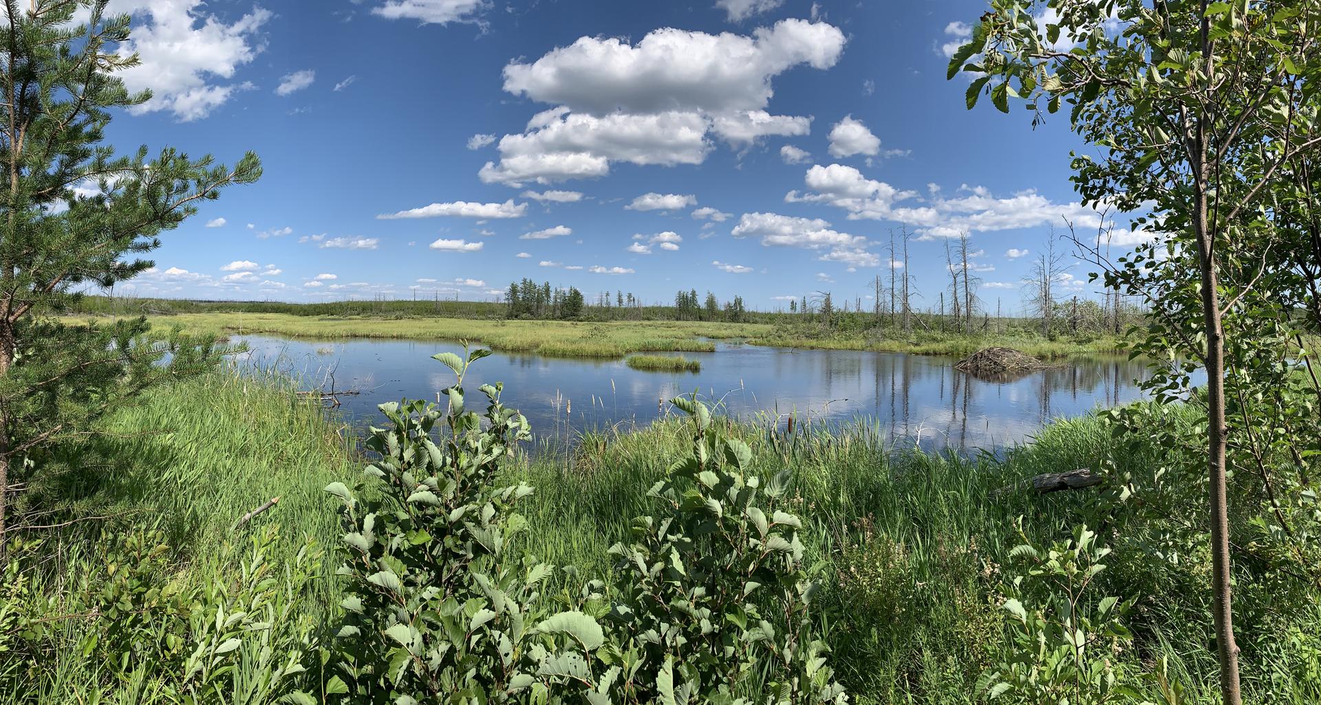 A wide marshy wetland with calm water reflects a blue sky and white clouds.