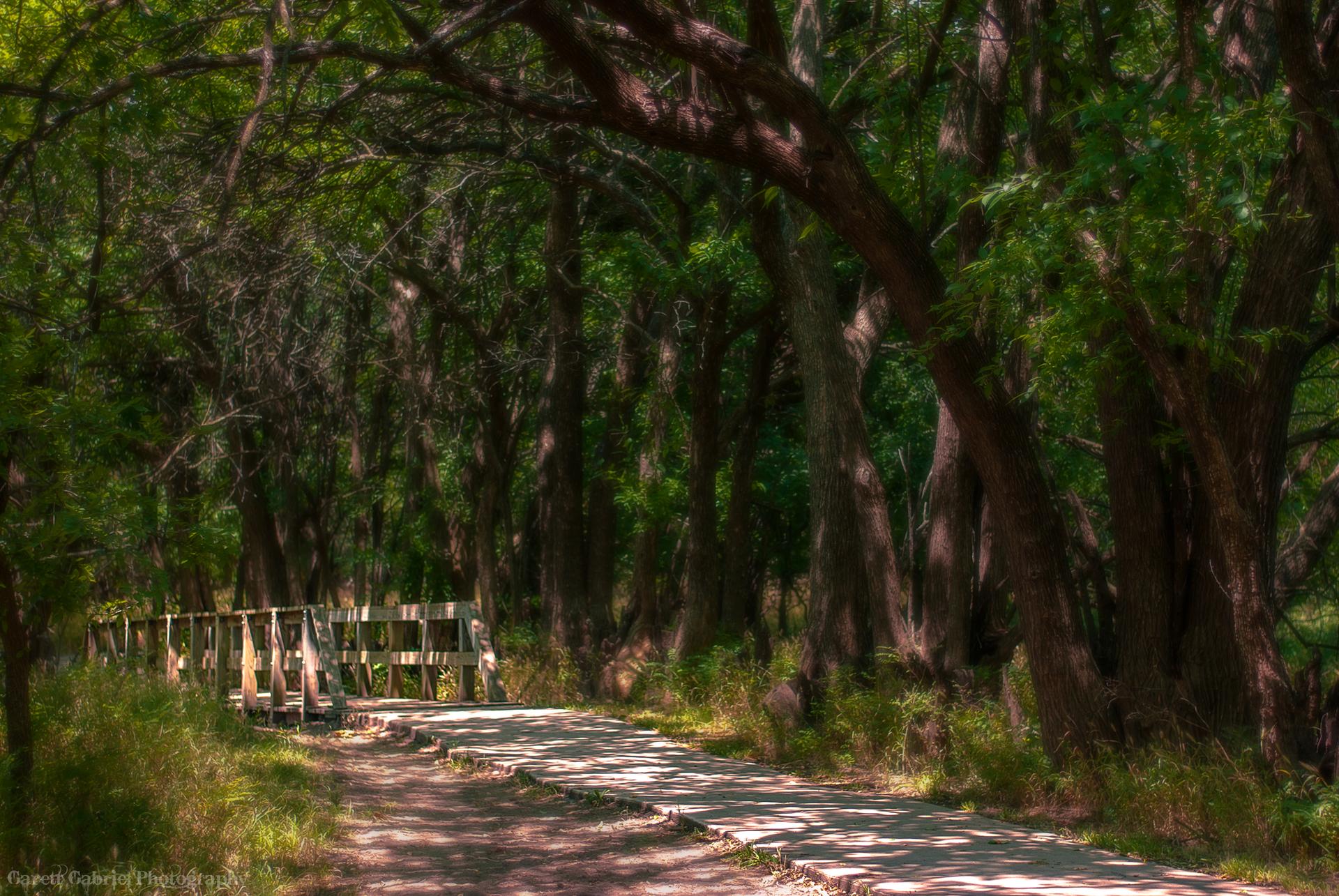 A dappled path and wooden bridge wind through a dense, sunlit forest.