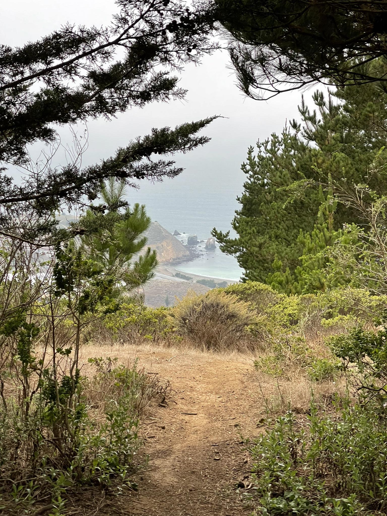 A dirt path descends through dense trees towards a hazy ocean view.