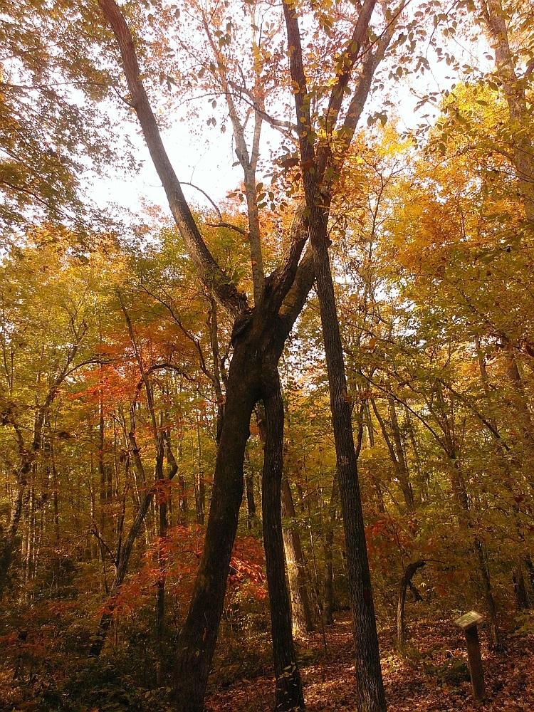 Sunlight filters through tall trees with colorful autumn leaves in a forest.