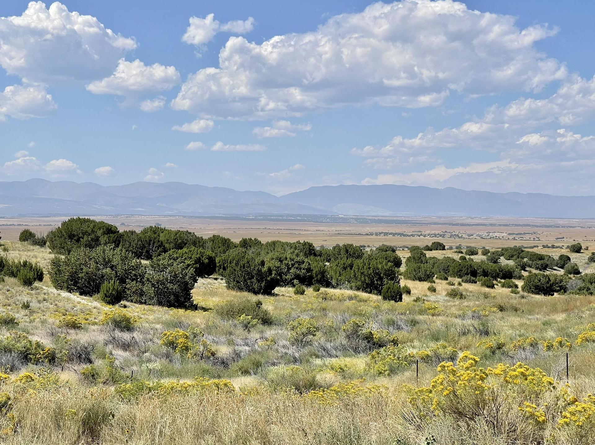 Expansive sunny desert landscape with scattered green bushes and distant mountains.