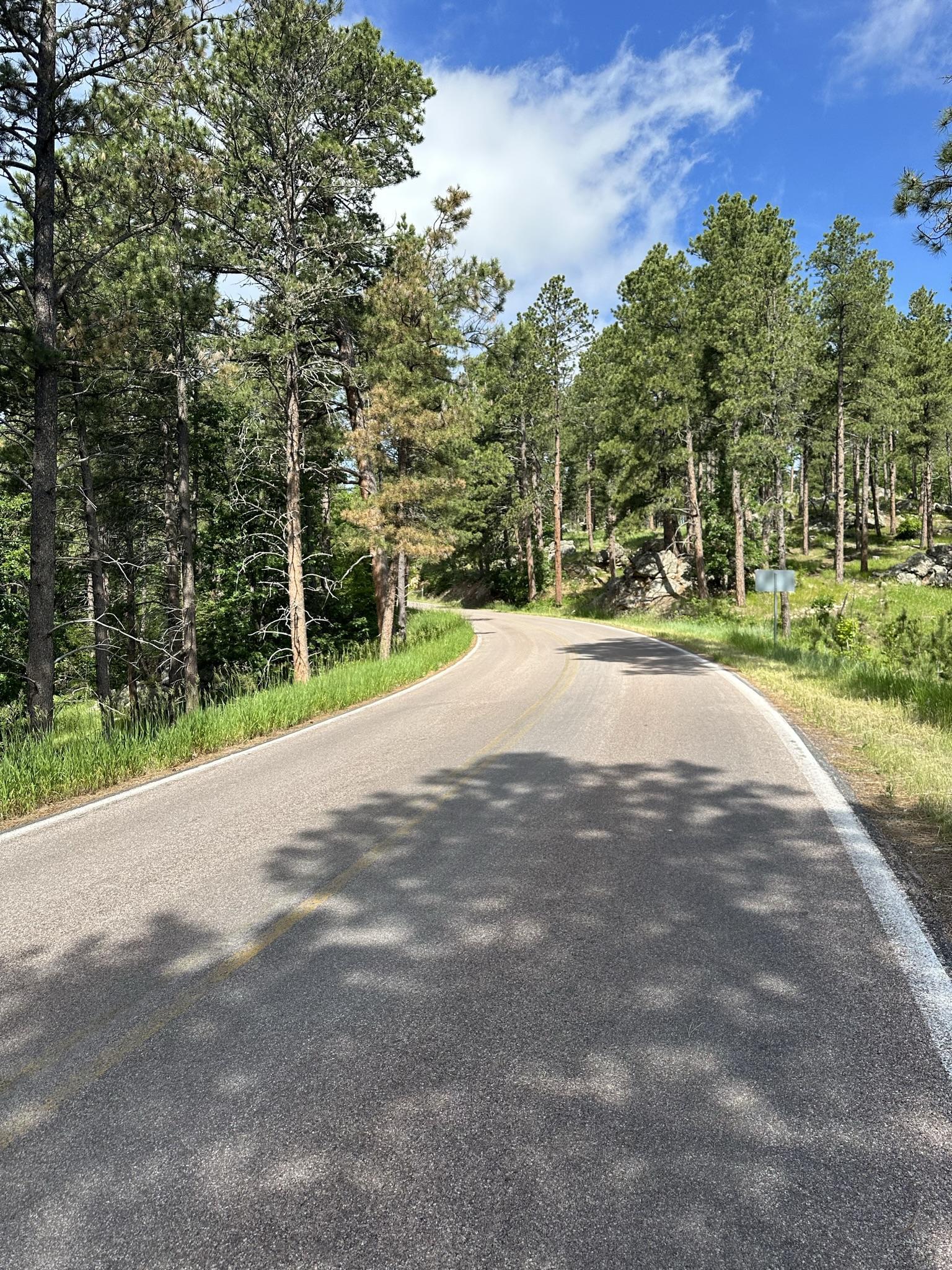 Paved road winding through a sun-dappled pine forest on a clear day.