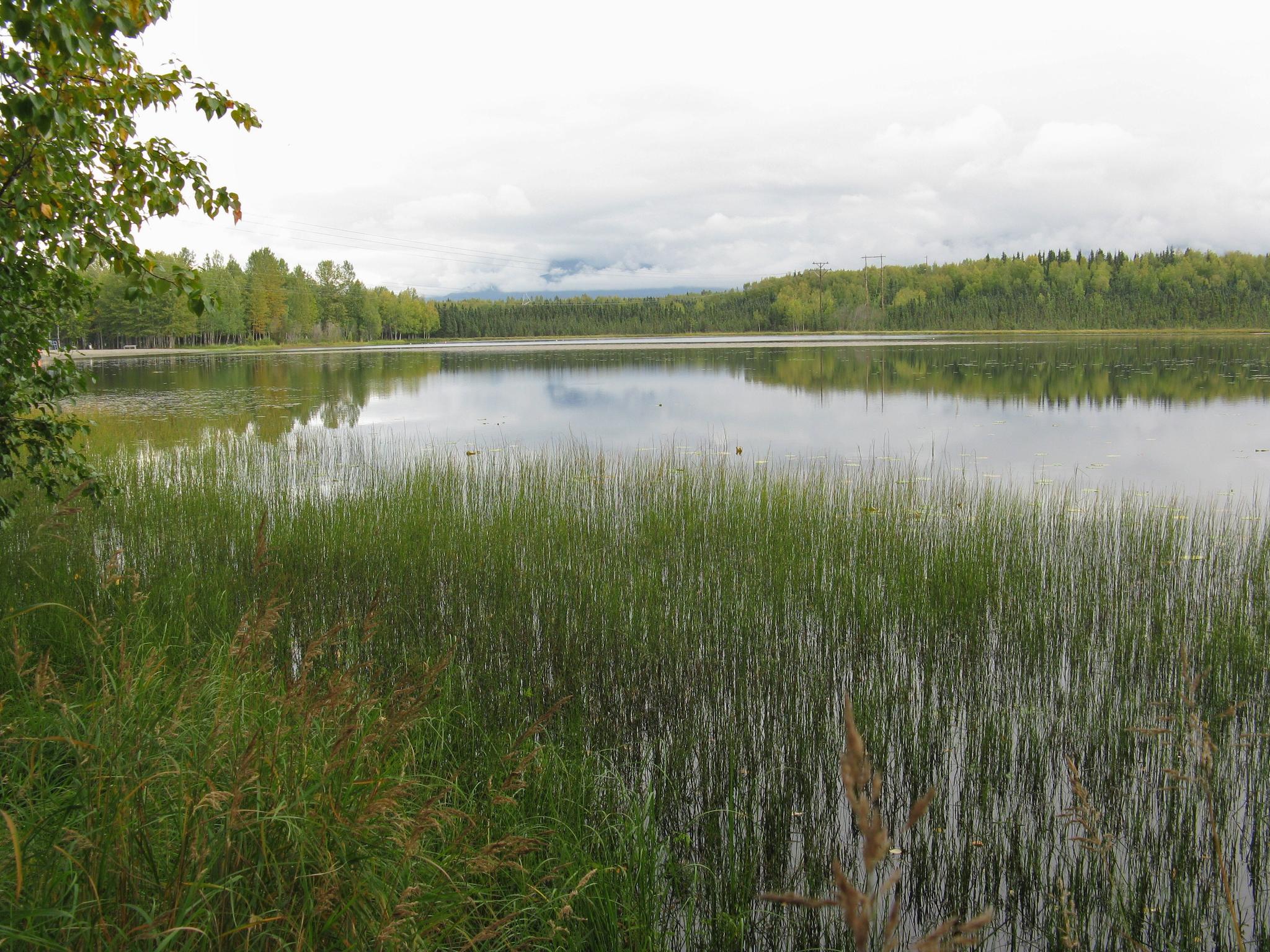 Calm lake with tall green reeds in foreground, forested shore under cloudy sky.