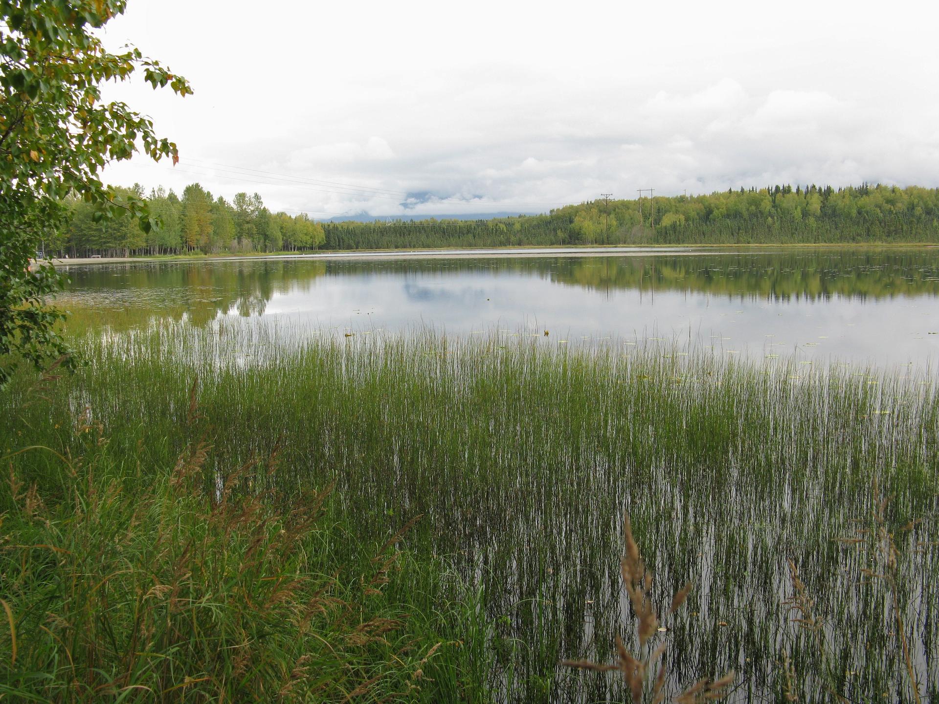 Calm lake with tall green reeds in foreground, forested shore under cloudy sky.