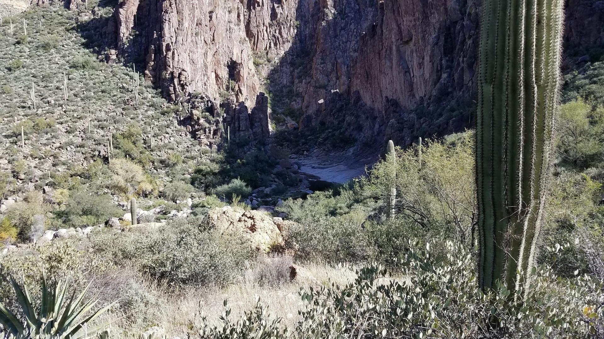Saguaro cactus and desert plants with a rocky canyon in bright sunlight.
