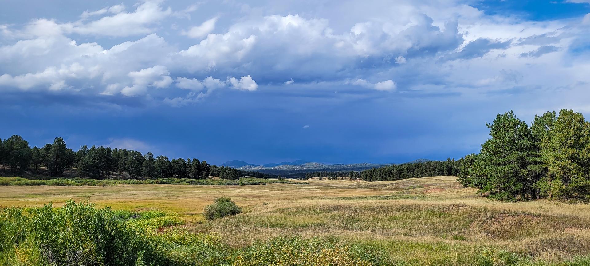 Expansive golden meadow under a dramatic sky with dark storm clouds and distant trees.
