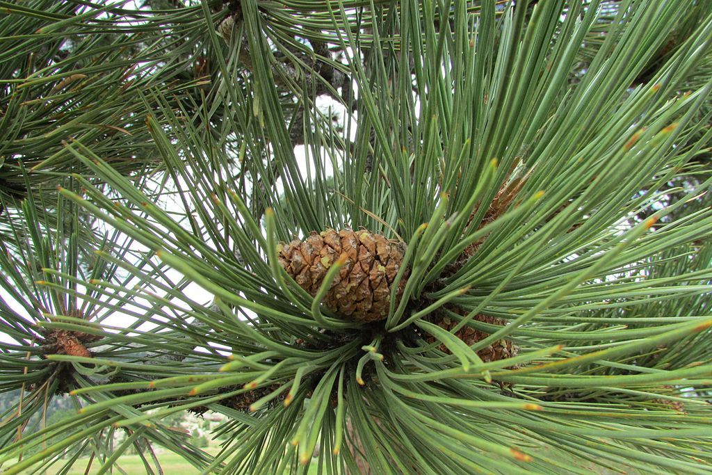 A brown pine cone nestled among vibrant green pine needles in natural light. - Button Rock Mountain loop from Coulson Gulch