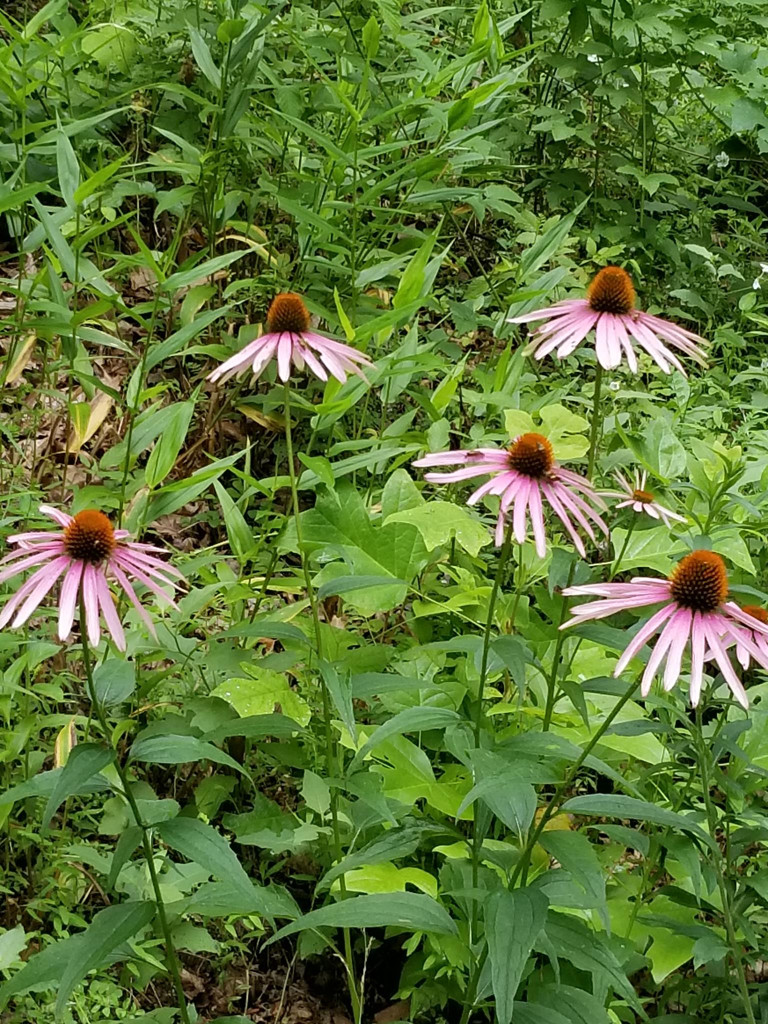 Several purple coneflowers bloom brightly amidst lush green foliage in natural light.