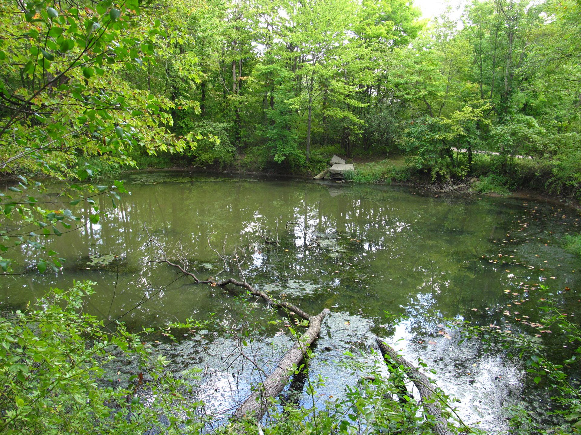 Small, murky pond in a green forest with fallen logs and reflections.