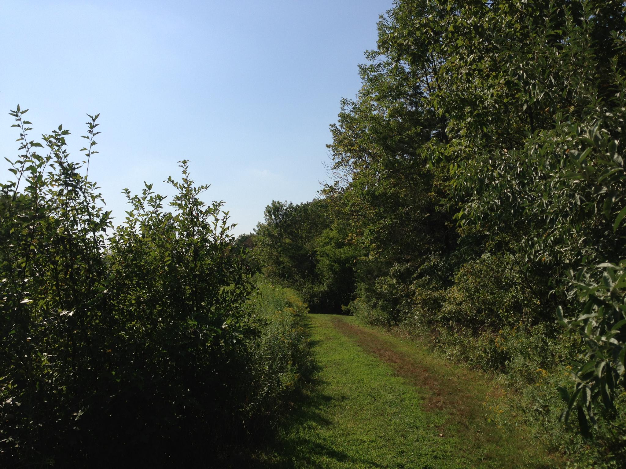 A narrow grassy path winding through dense green trees under a clear sky.
