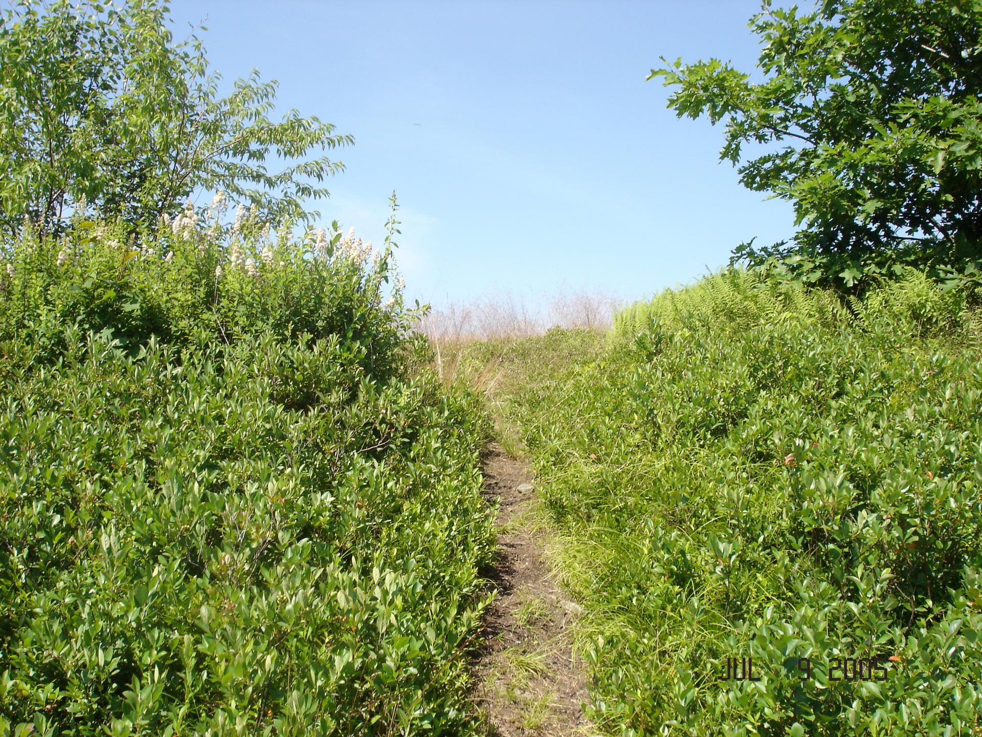 Narrow dirt path winding through dense, bright green bushes under clear sky.