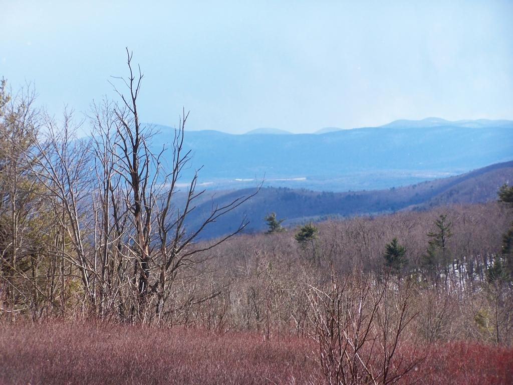 Bare trees frame a view of forested hills and distant blue mountains.