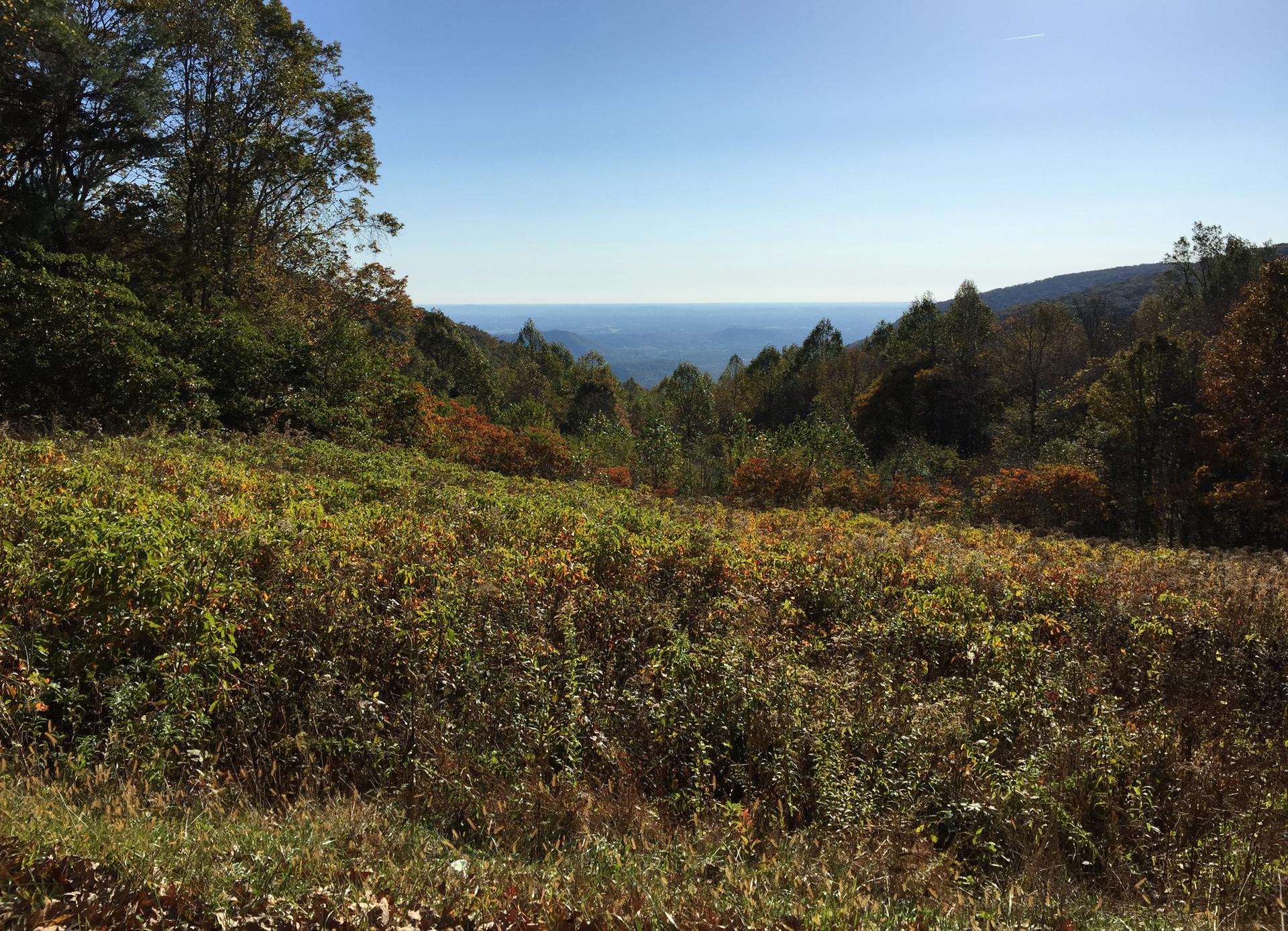 Sunny clearing in a forest with distant hazy blue mountains.