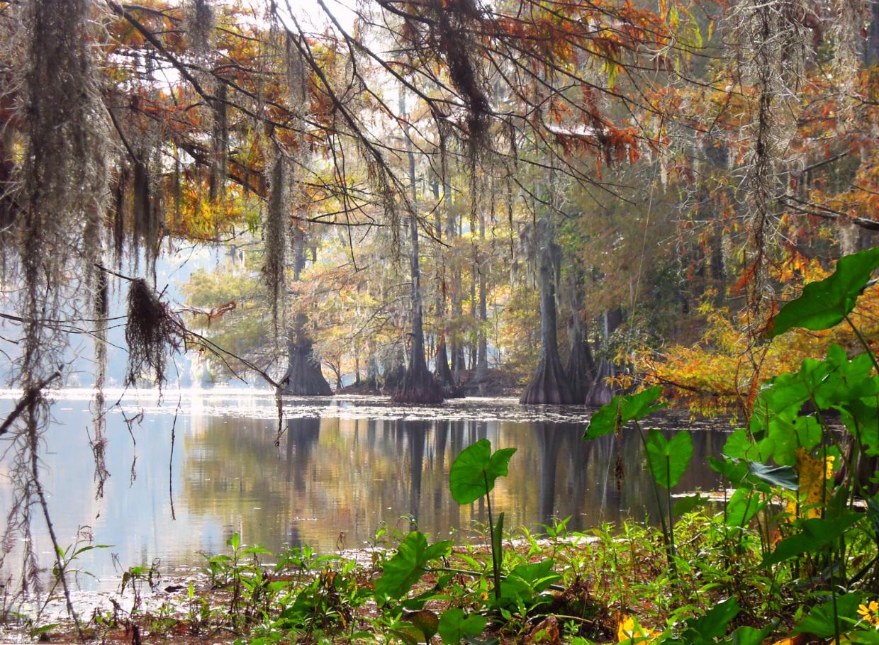 Serene swamp lake with cypress trees and Spanish moss, bright sunlight.