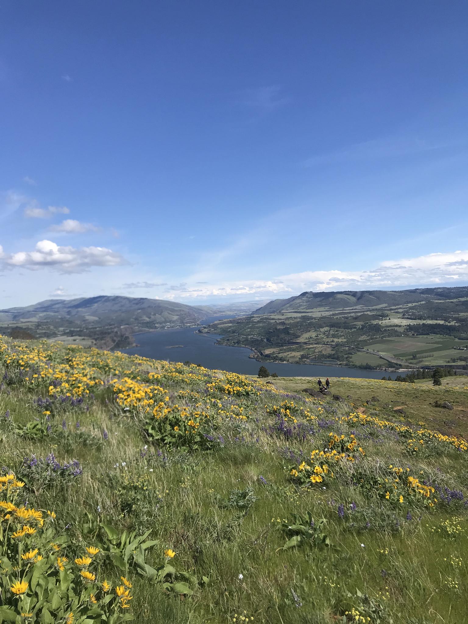 Vibrant yellow and purple wildflowers on a sunny hillside overlooking a river and mountains.