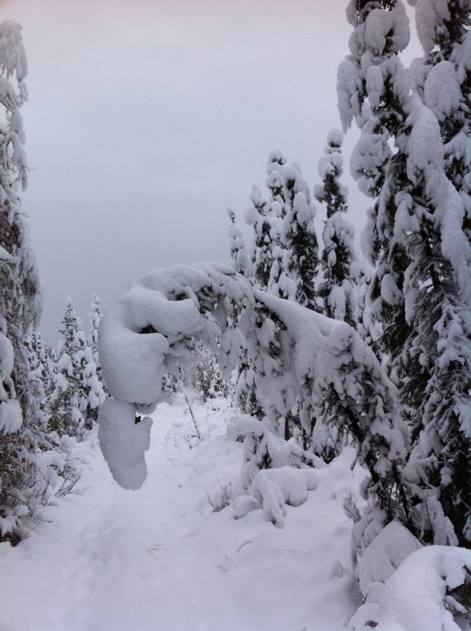Overcast winter landscape with snow-covered evergreen trees and a bent branch.