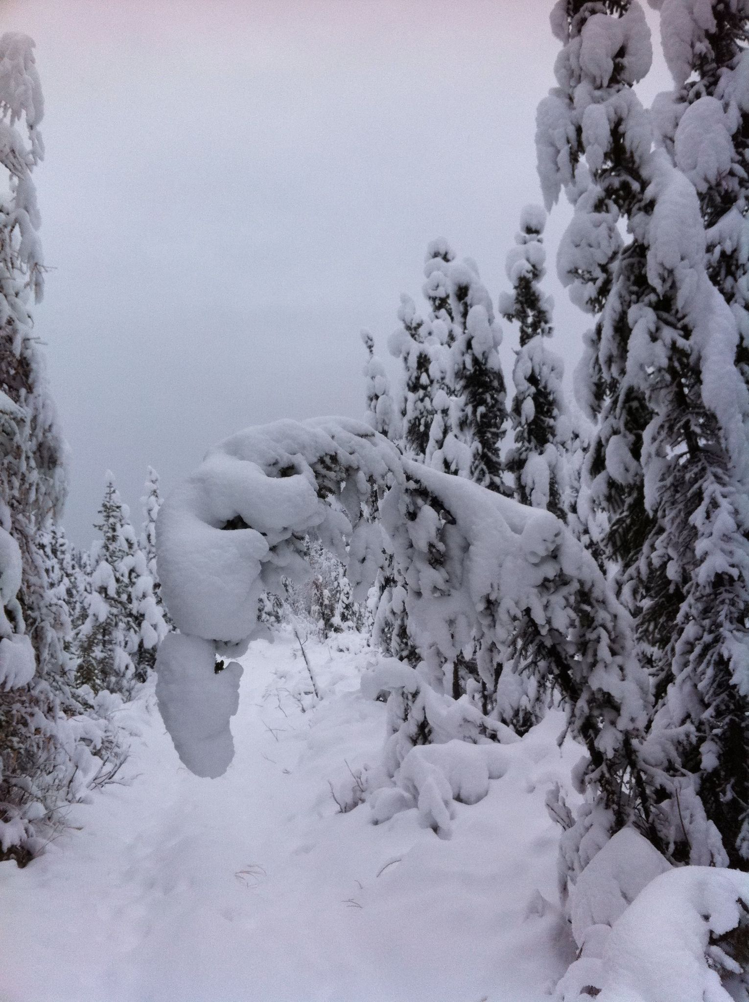 Overcast winter landscape with snow-covered evergreen trees and a bent branch. - White Bear Loop
