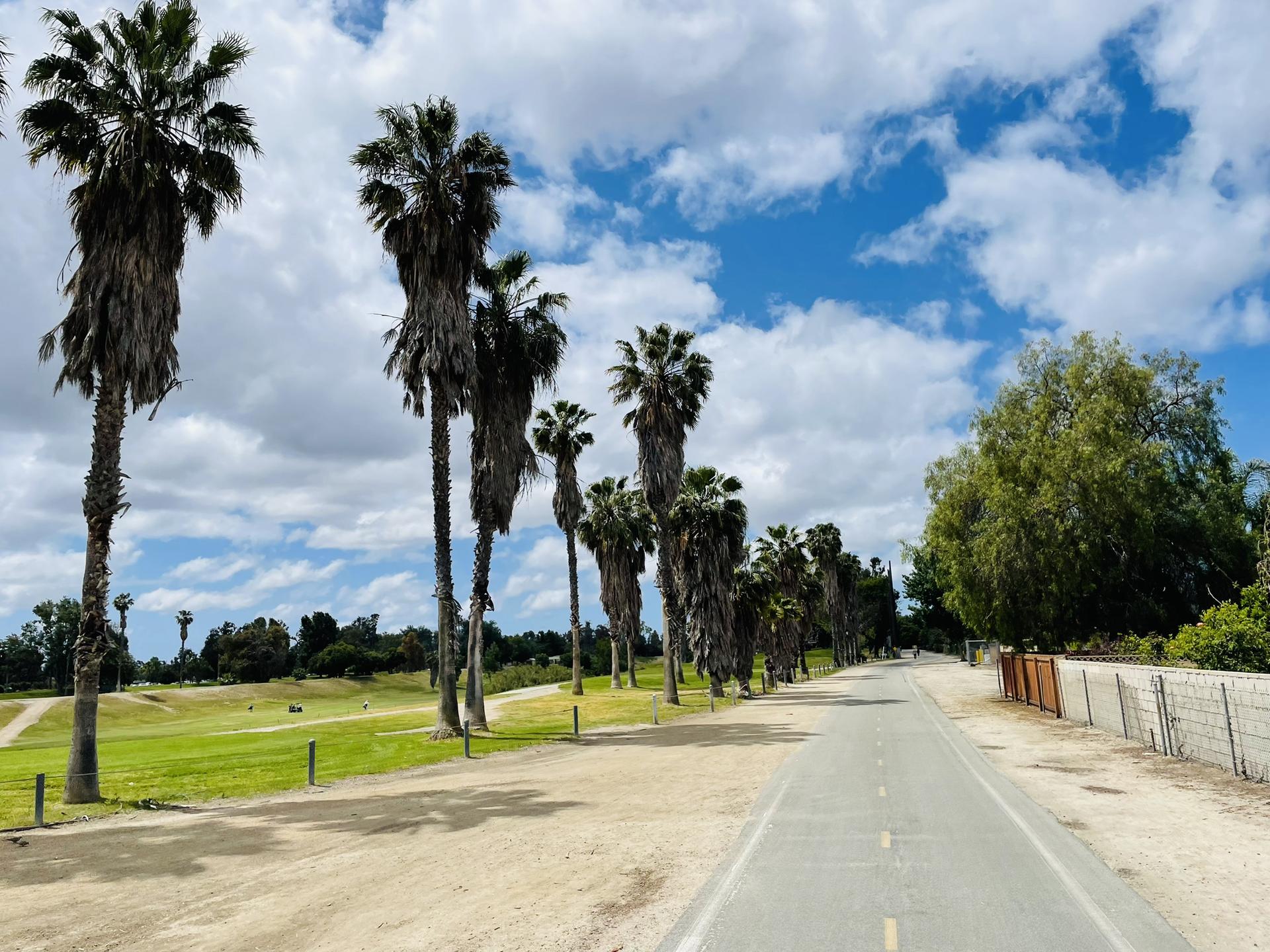 Paved path lined with tall palm trees under a partly cloudy sky.