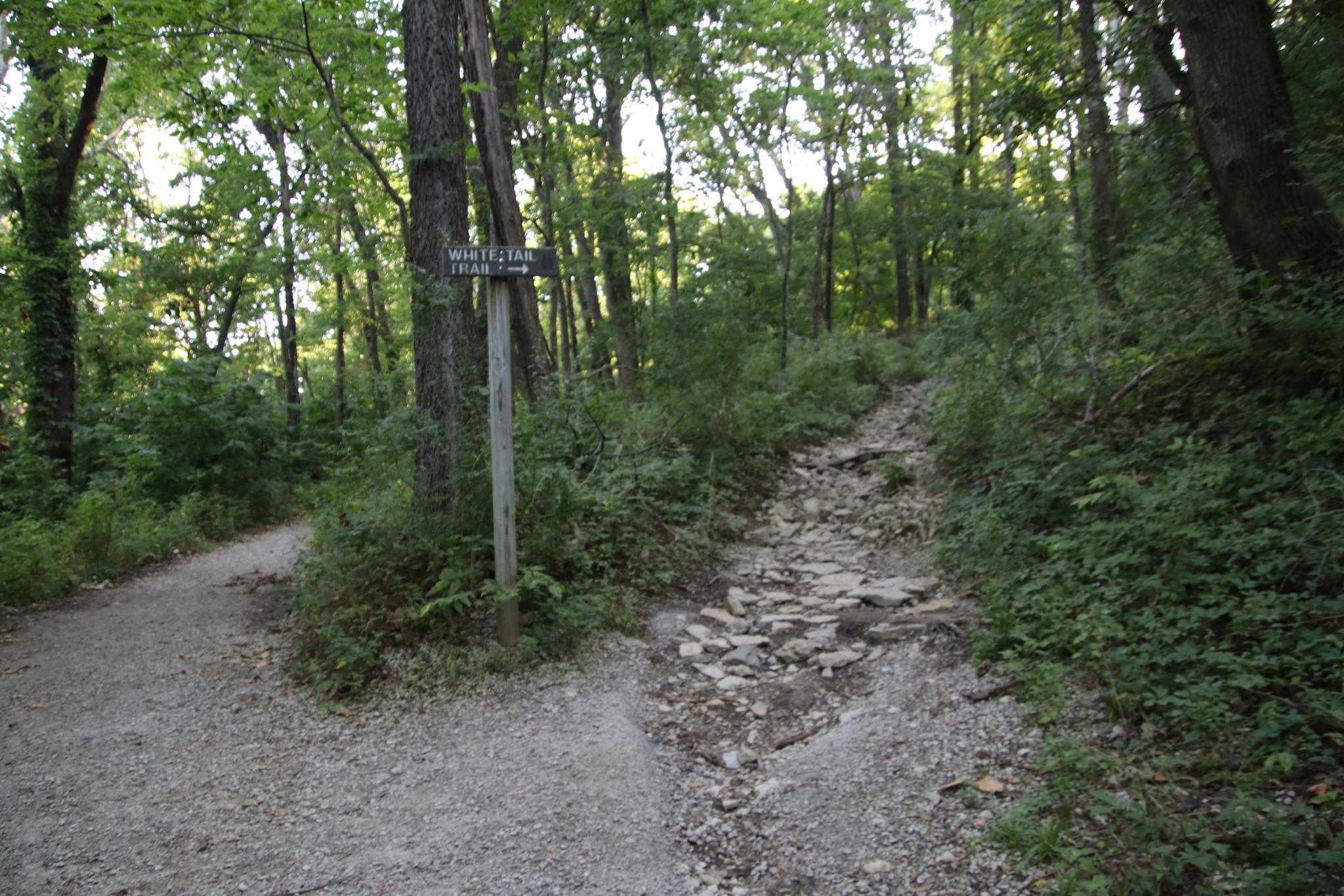 A fork in a shaded forest trail with a wooden signpost.