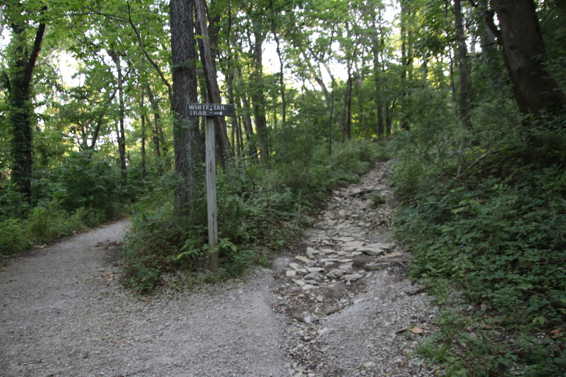 A fork in a shaded forest trail with a wooden signpost.