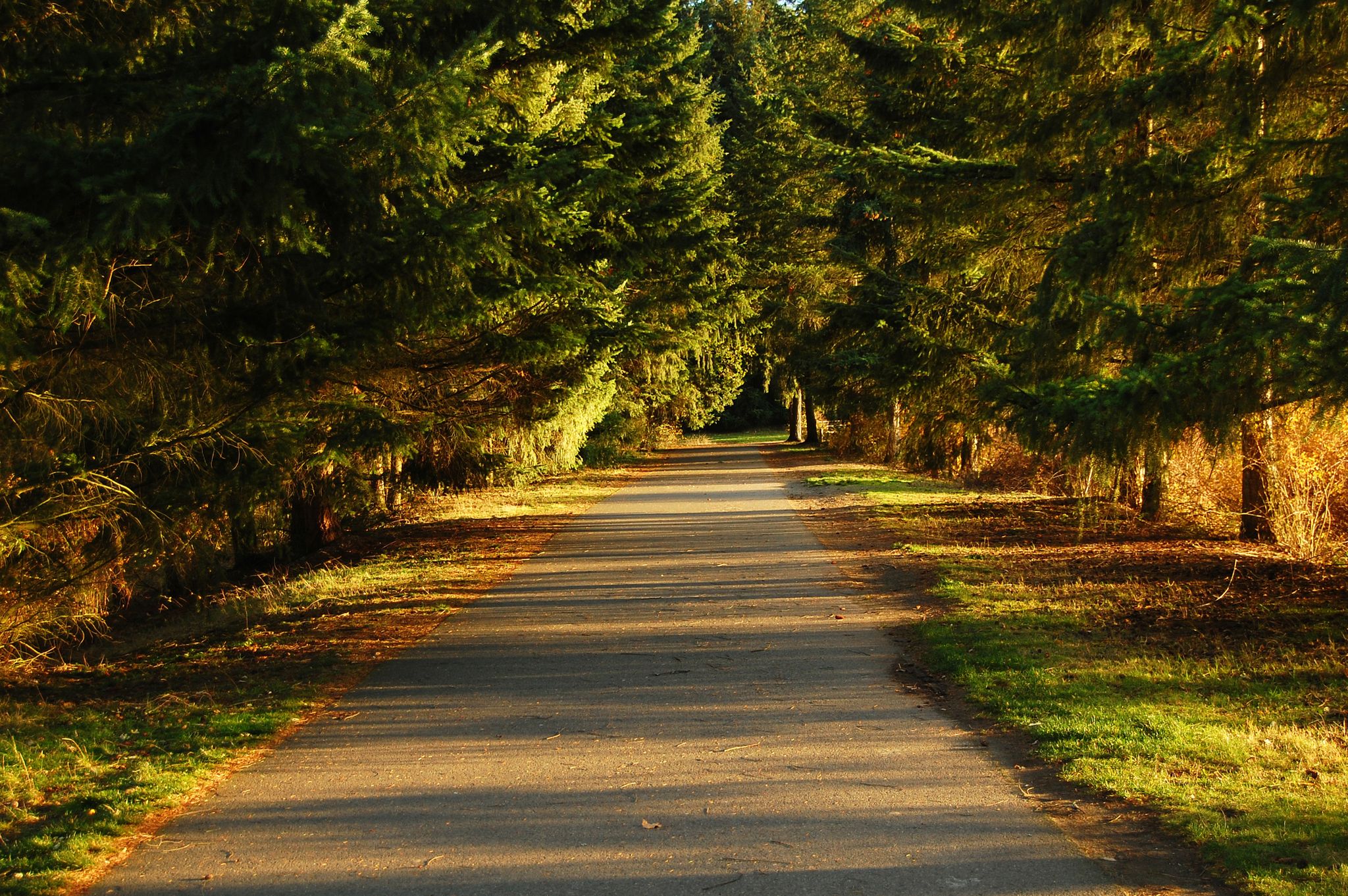 A sunlit paved path lined by tall evergreen trees, casting long shadows. - Bradley Lake Loop Trail