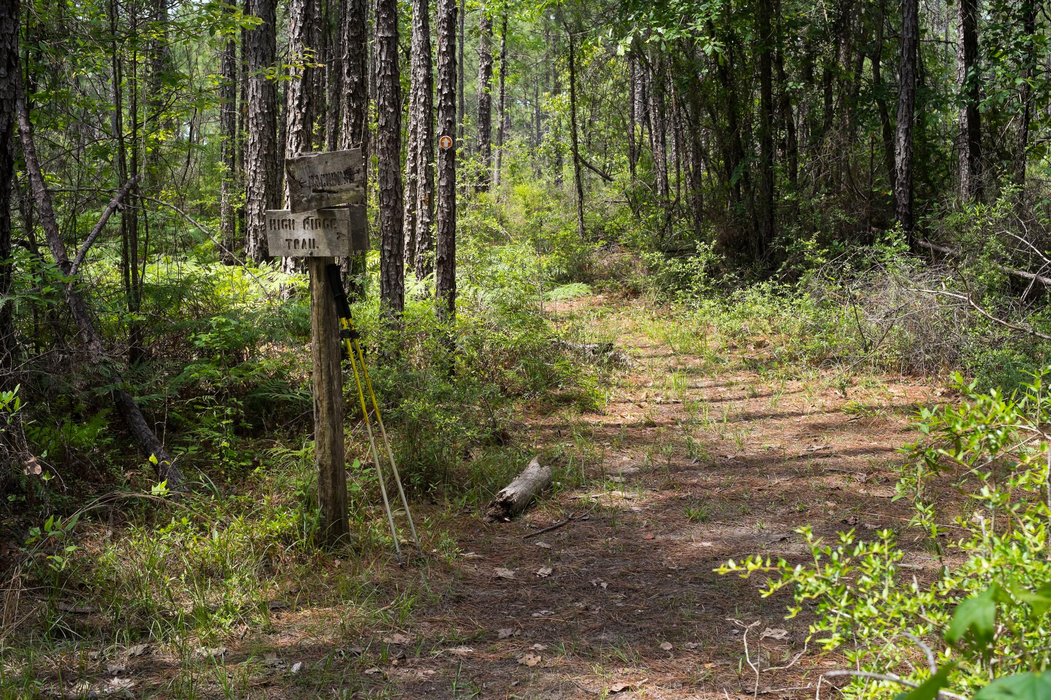 Wooden trail sign and hiking poles at a fork in a shaded forest path.