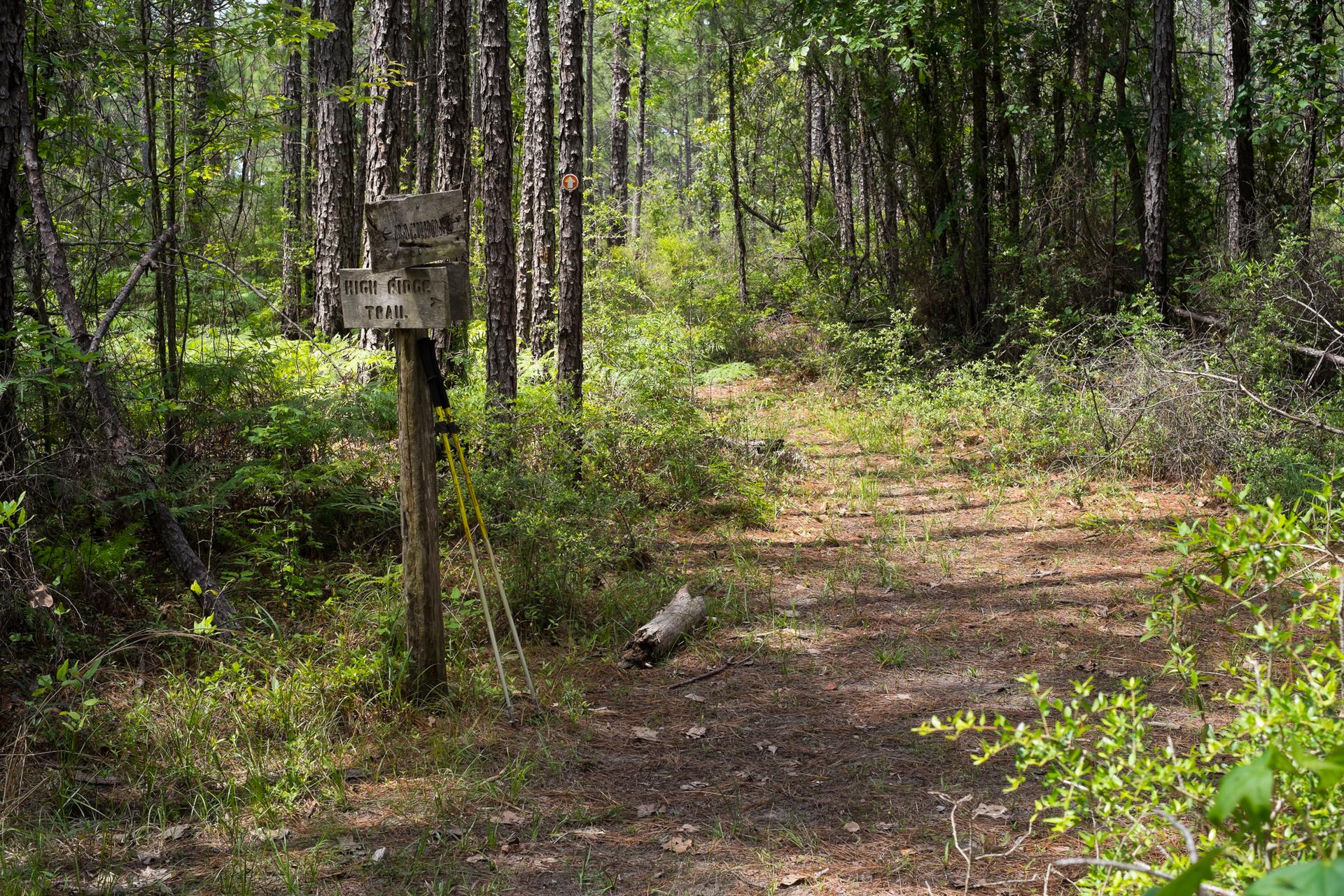 Wooden trail sign and hiking poles at a fork in a shaded forest path.