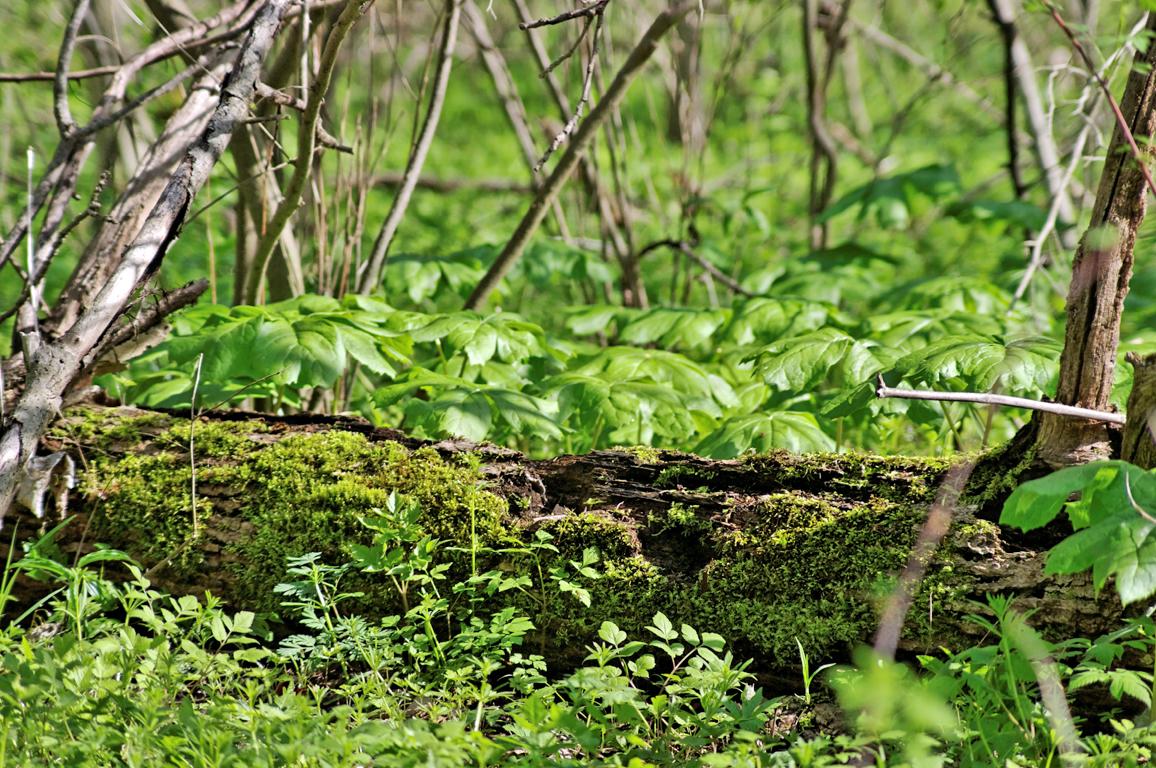 A moss-covered fallen log on a vibrant green forest floor in daylight.