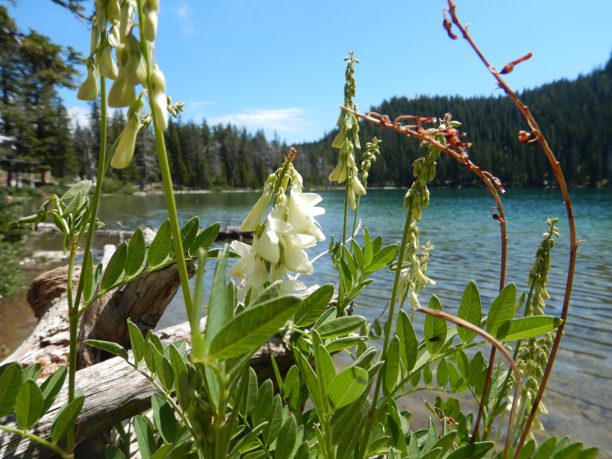 Close-up of white wildflowers by a clear lake with a forest background.