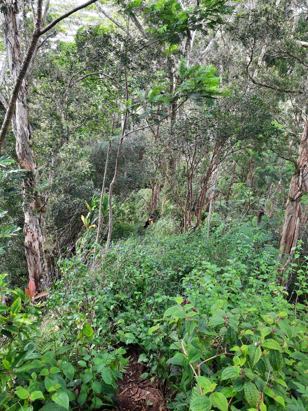Lush, overgrown forest with a small path winding through thick foliage.