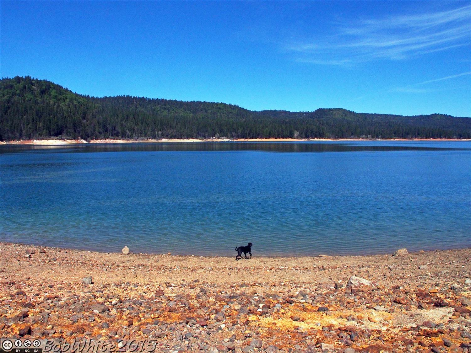 Sunny day, black dog in shallow lake water, rocky shore, forested hills.