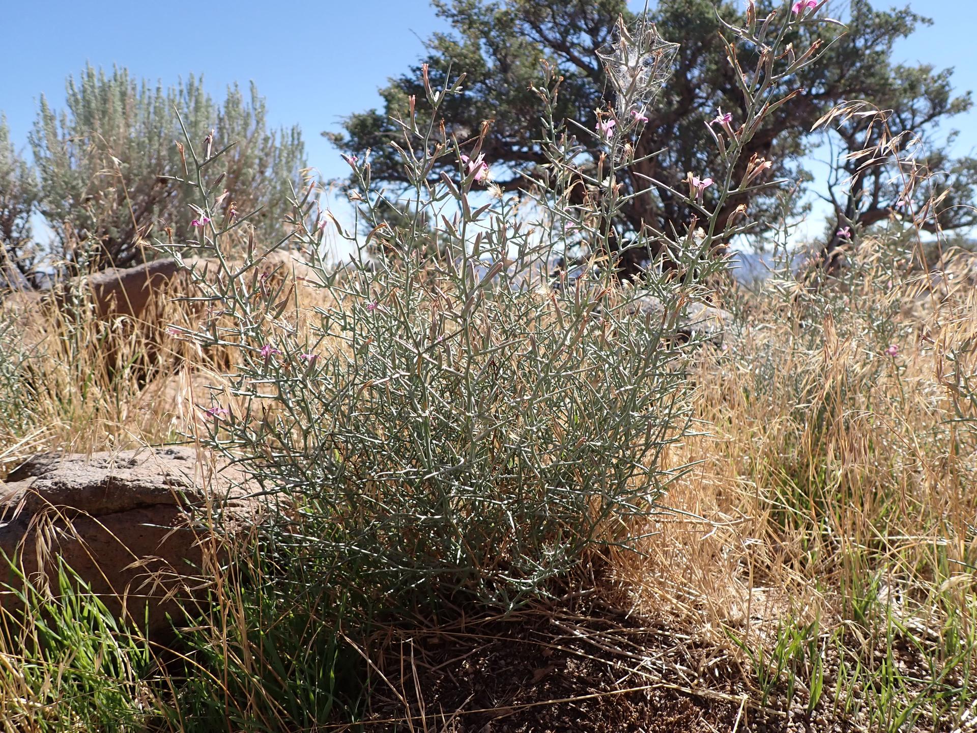 Close-up of a green desert plant with small pink flowers, dry grass, and rocks.