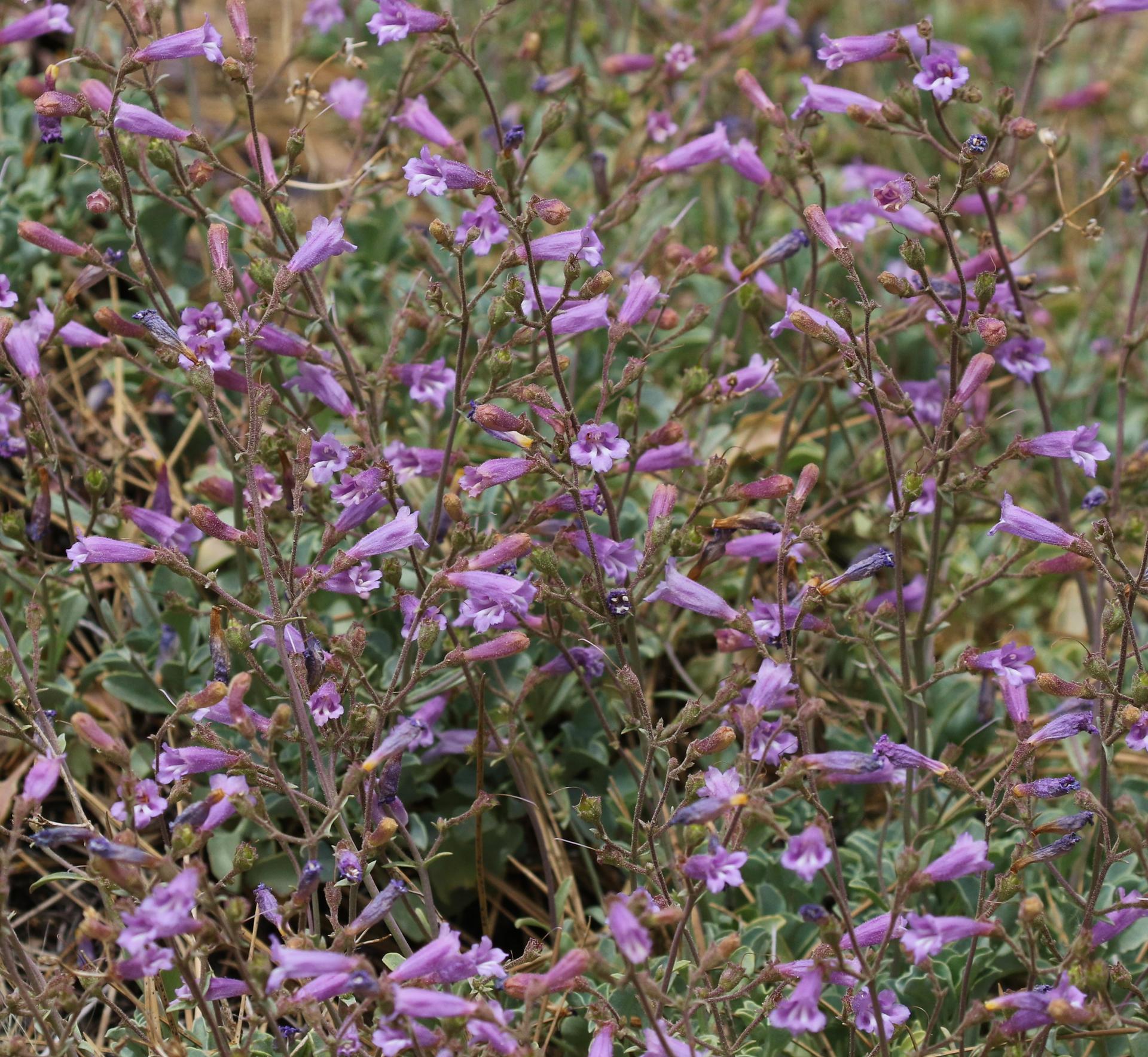 Close-up of numerous small, delicate purple flowers blooming on green stems.