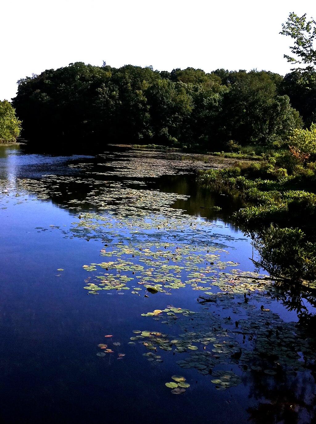 A calm pond filled with lily pads, surrounded by dense green trees.