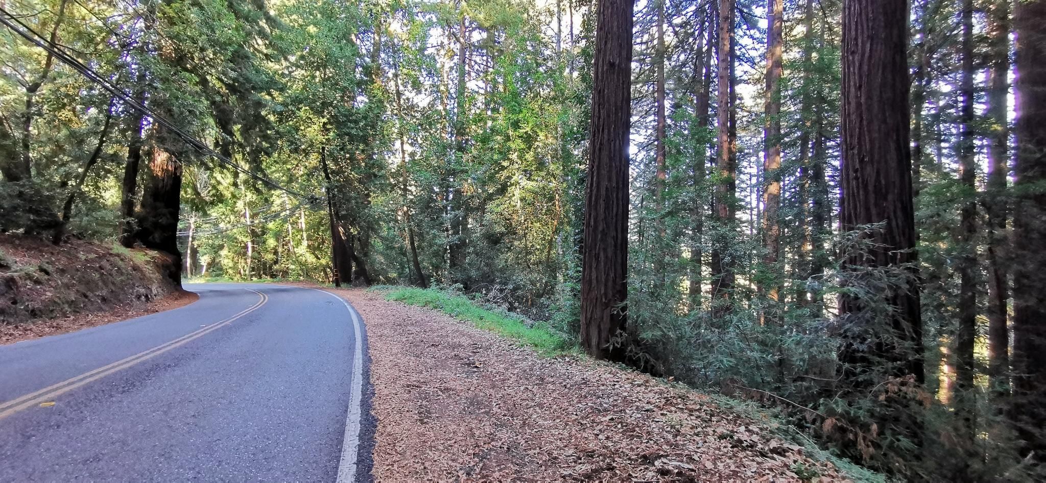 A paved road curves through a dense, sun-dappled forest. - Summit Road to Chemeketa Park loop