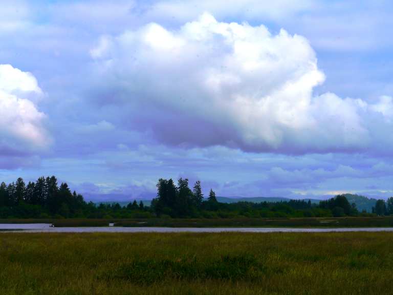 Gibson Island loop — Fern Ridge Wildlife Area | hike | Komoot