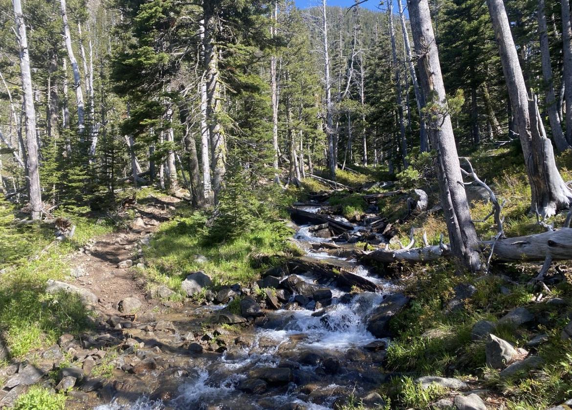 A clear stream cascades through a sunlit forest with a winding dirt trail.