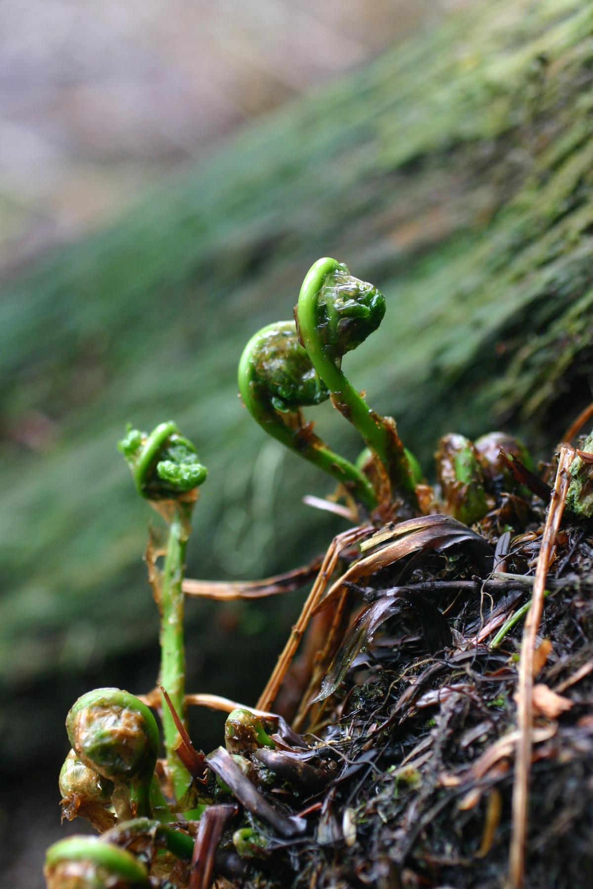 Close-up of vibrant green fiddlehead ferns unfurling on a forest floor.