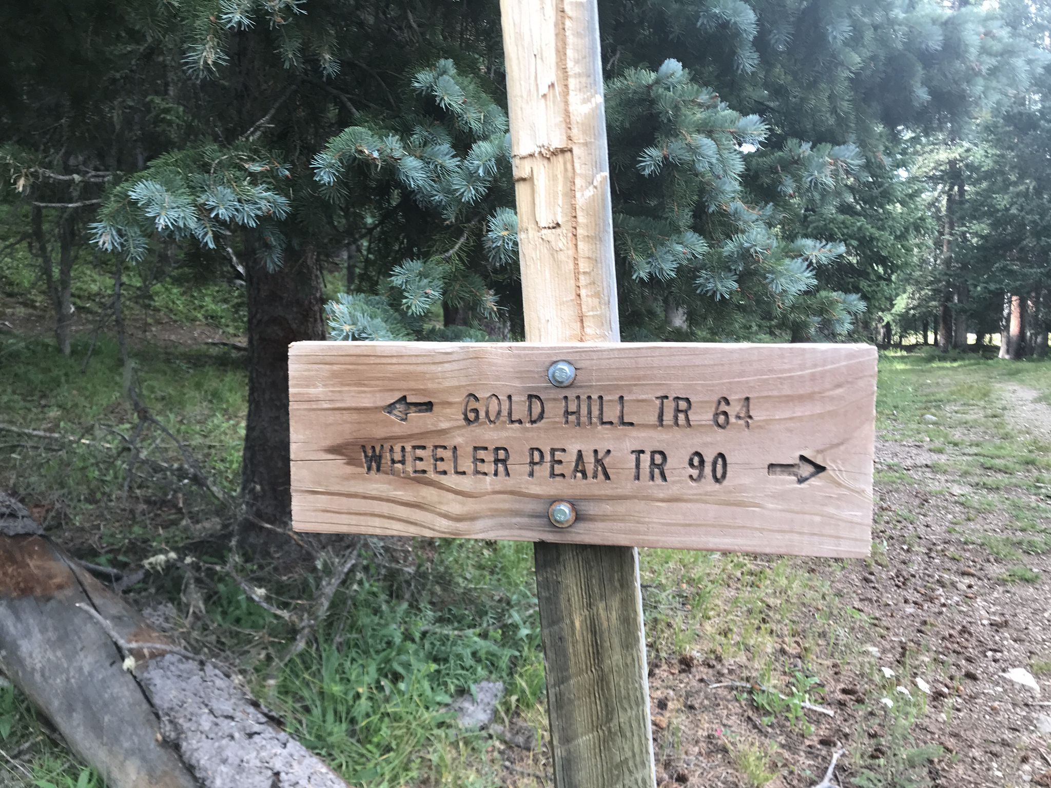 A wooden trail sign on a post in a forest, with green trees. - Bull of the Woods Mountain Trail