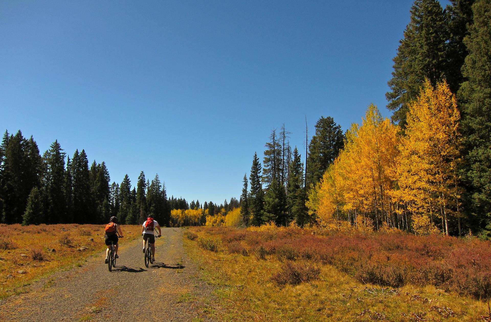 Two people bike on a sunny path lined with evergreen and yellow autumn trees.