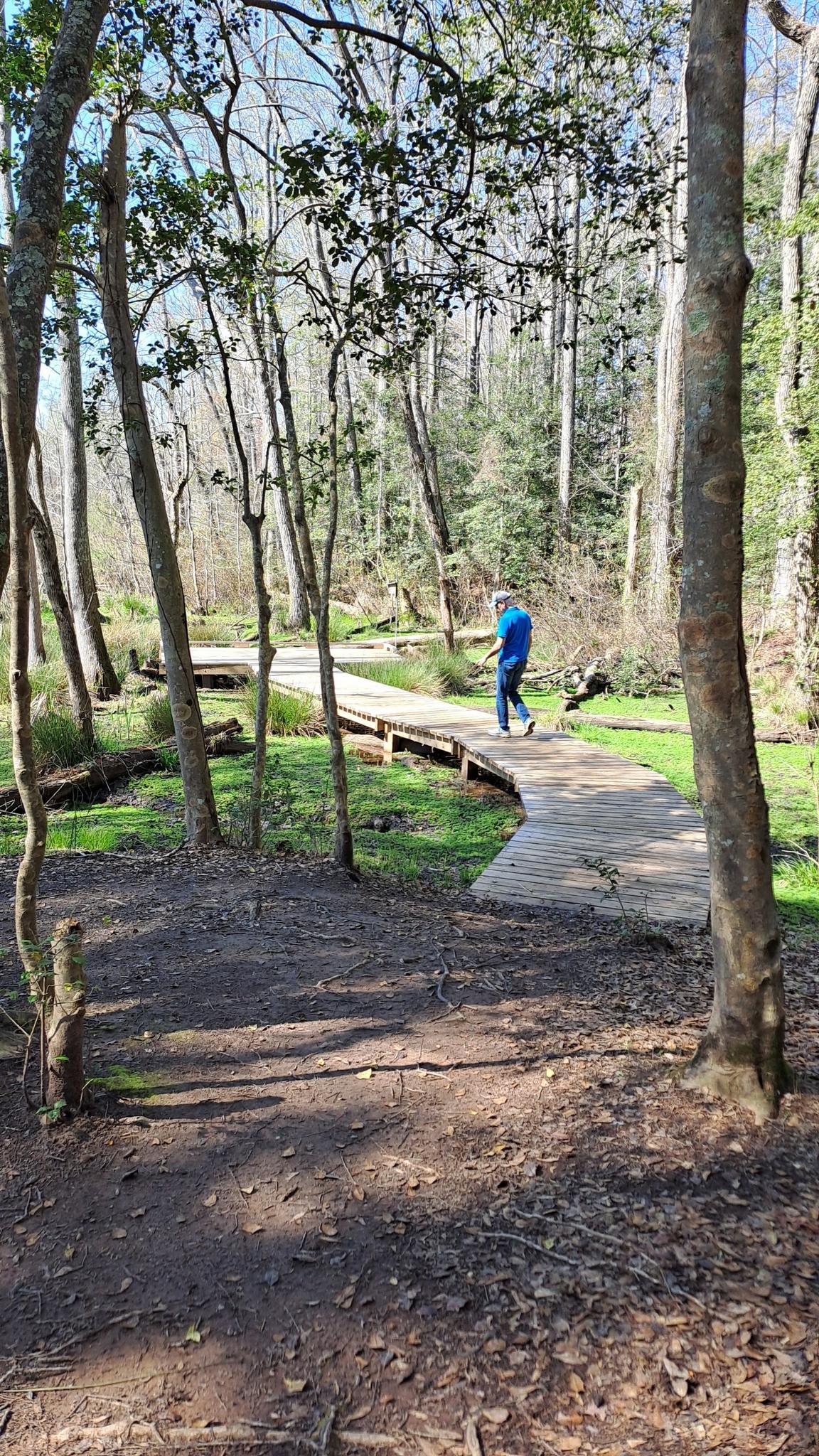 A person walks on a sunny wooden boardwalk through a green forest.