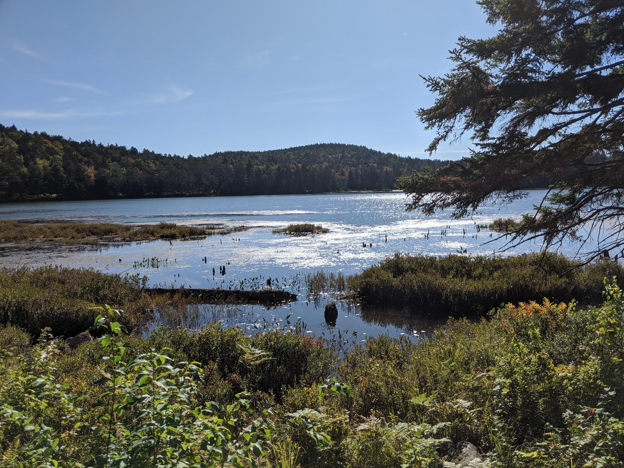 A sunny lake with marshy edges and distant forested hills.