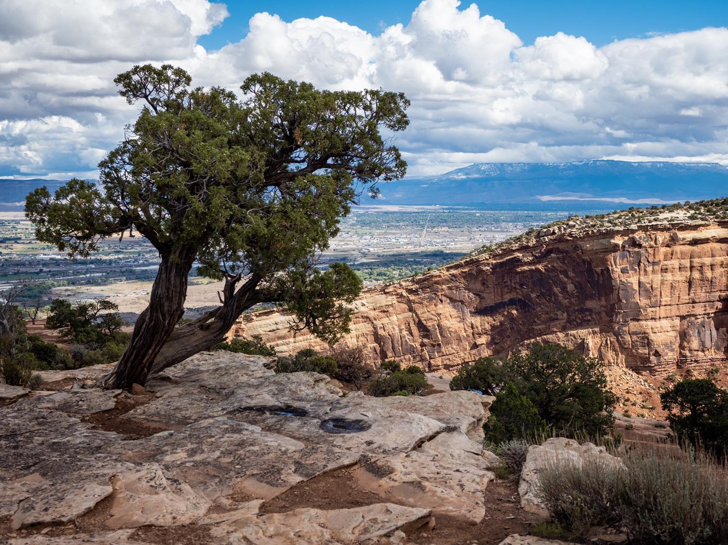 Gnarled tree on rocky cliff overlooking a distant valley under cloudy sky.