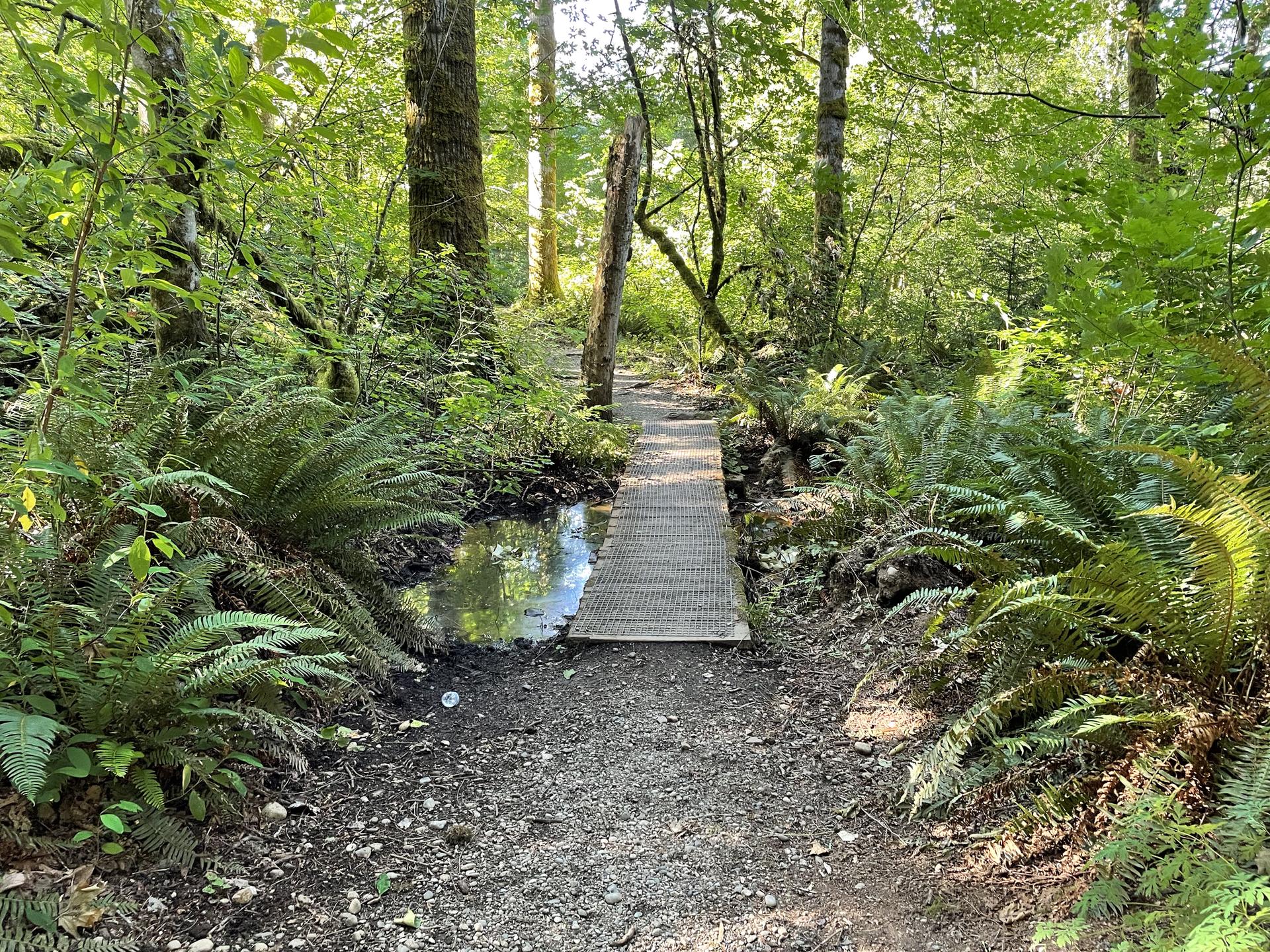 A small wooden bridge crosses a puddle on a sunny forest path.