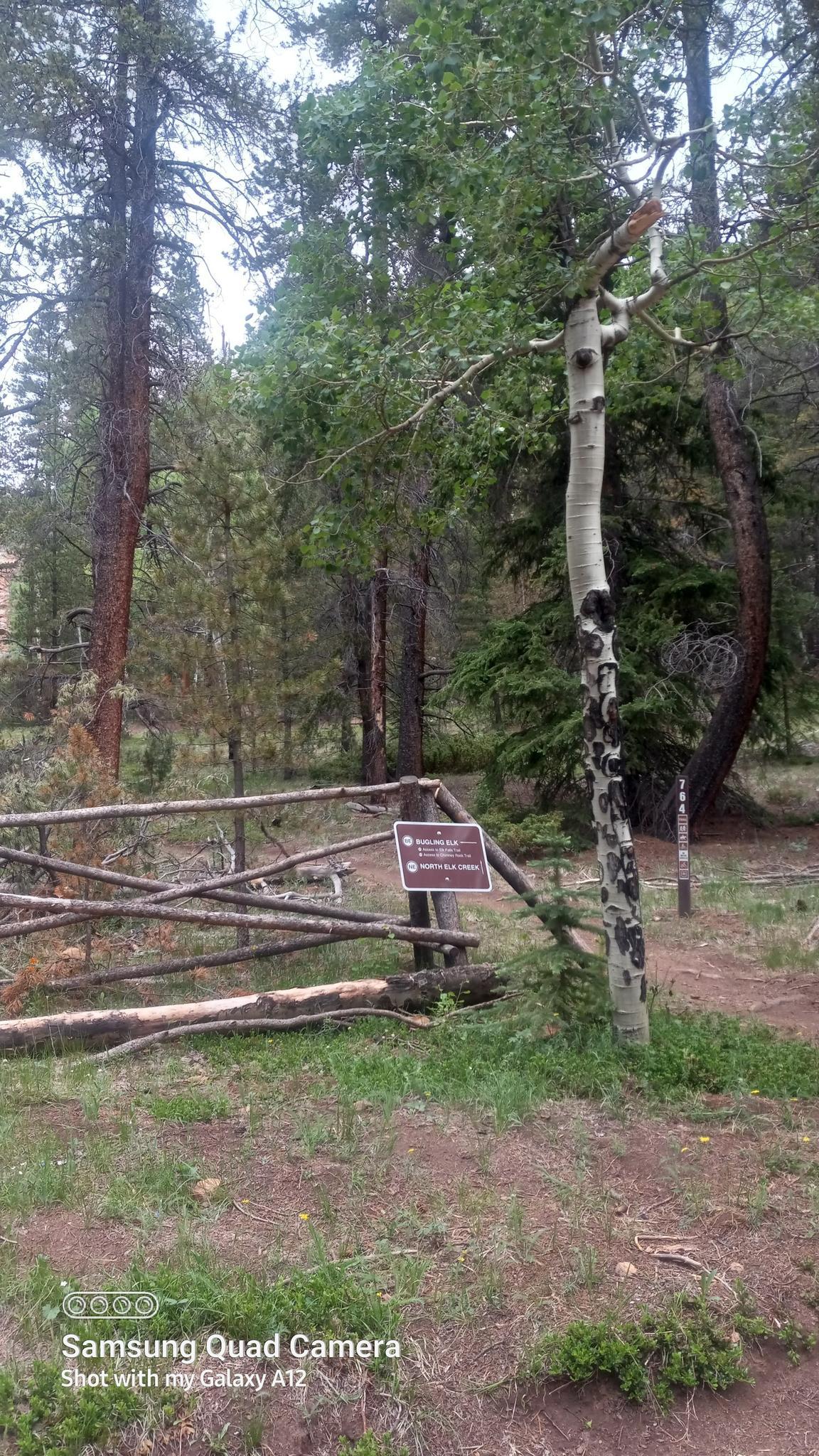 A rustic wooden fence and an aspen tree in a forest clearing.
