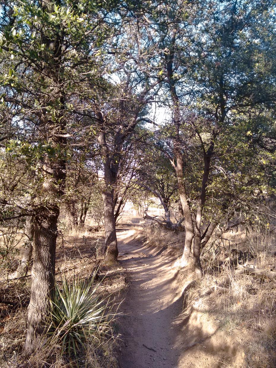 Narrow dirt path through sun-dappled trees and dry brush.
